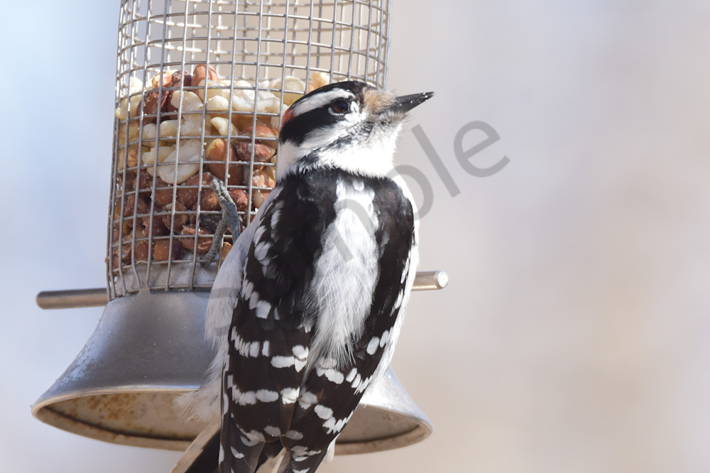 Farms And Birds 72 Photography Art | Photos By Regan