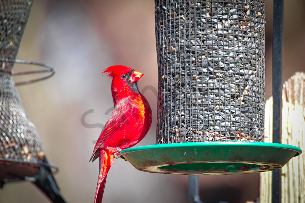 Farms And Birds 66 Photography Art | Photos By Regan