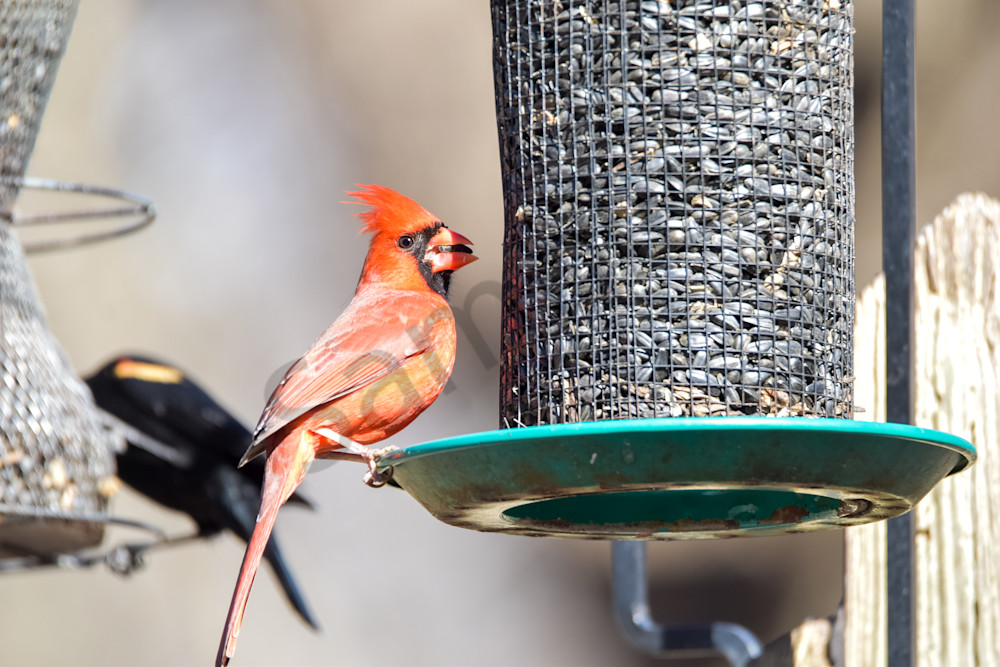 Farms And Birds 67 Photography Art | Photos By Regan