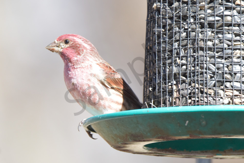 Farms And Birds 70 Photography Art | Photos By Regan