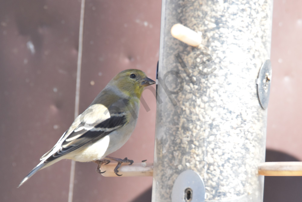 Farms And Birds 73 Photography Art | Photos By Regan