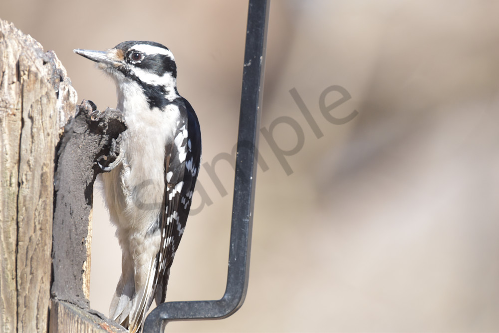 Farms And Birds 71 Photography Art | Photos By Regan