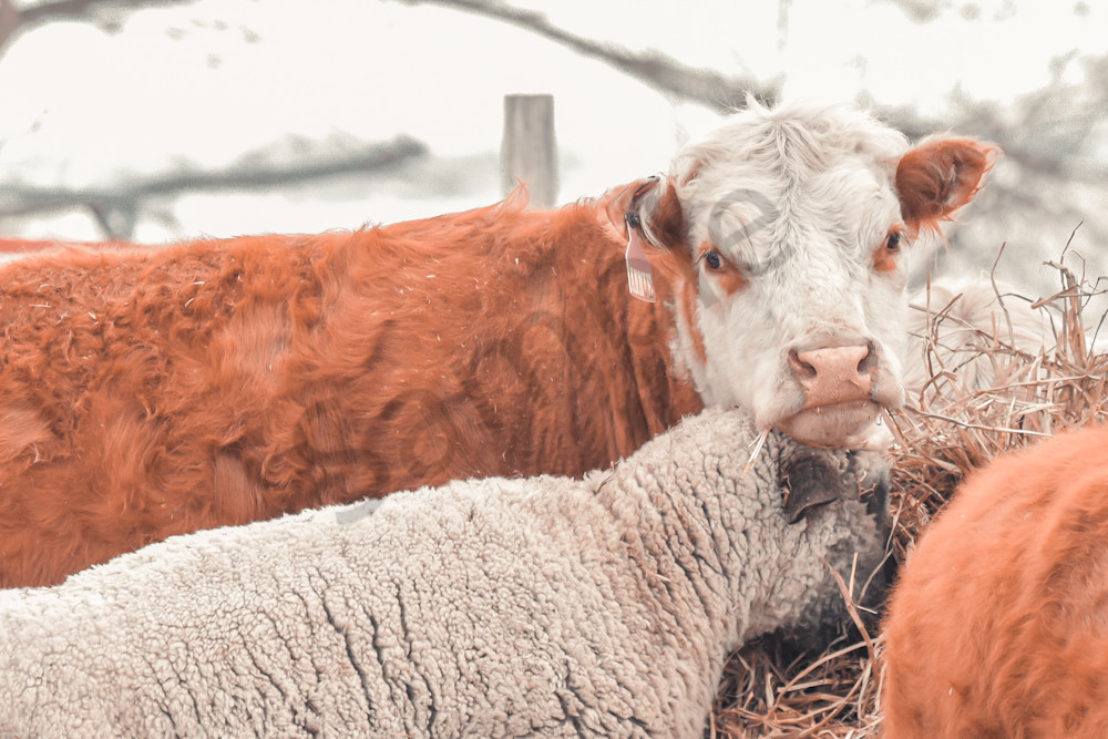 Farmhouses 10 2 Photography Art | Photos By Regan