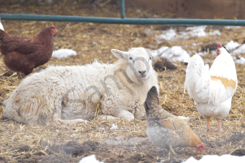 Farmhouses 13 2 Photography Art | Photos By Regan