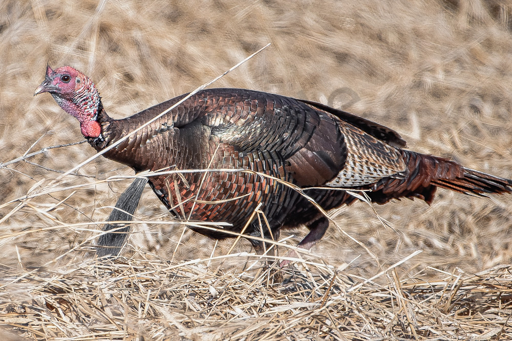 Turkeys 13 Photography Art | Photos By Regan