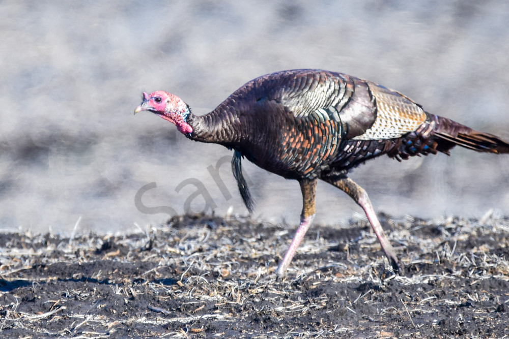 Turkeys 14 Photography Art | Photos By Regan