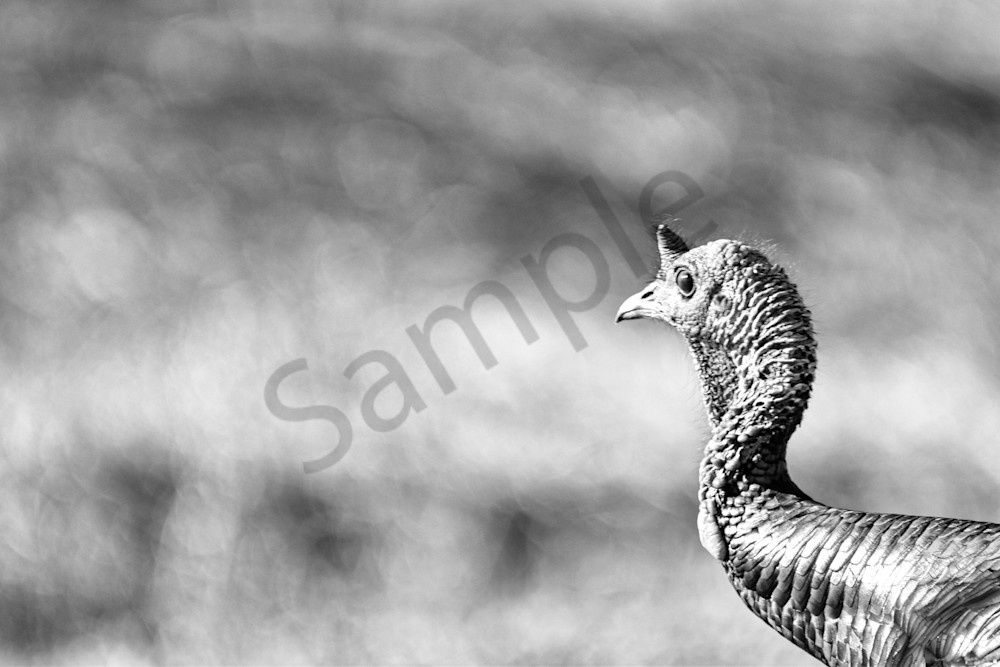 Turkeys 5 Photography Art | Photos By Regan