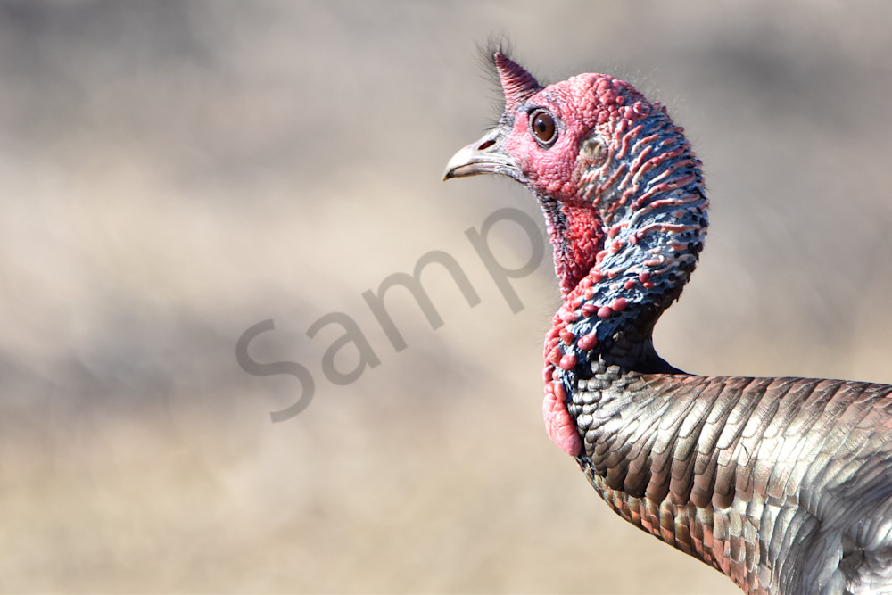 Turkeys 6 Photography Art | Photos By Regan