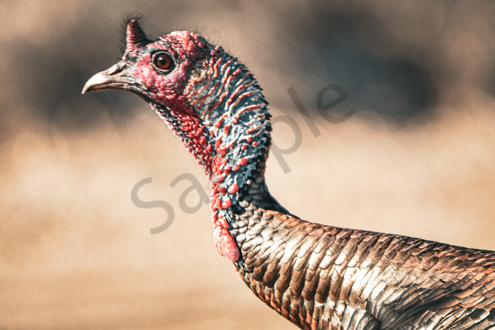 Turkeys 7 Photography Art | Photos By Regan