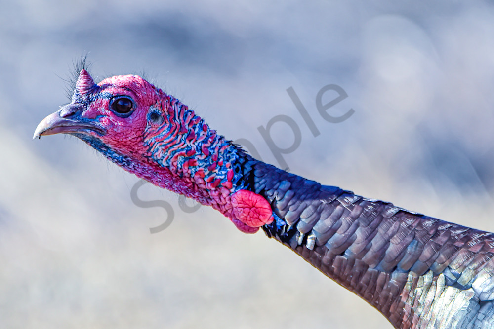 Turkeys 8 Photography Art | Photos By Regan