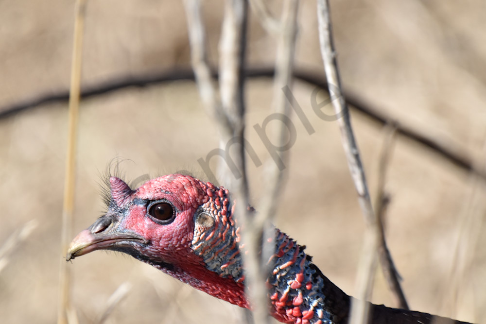 Turkeys 10 Photography Art | Photos By Regan