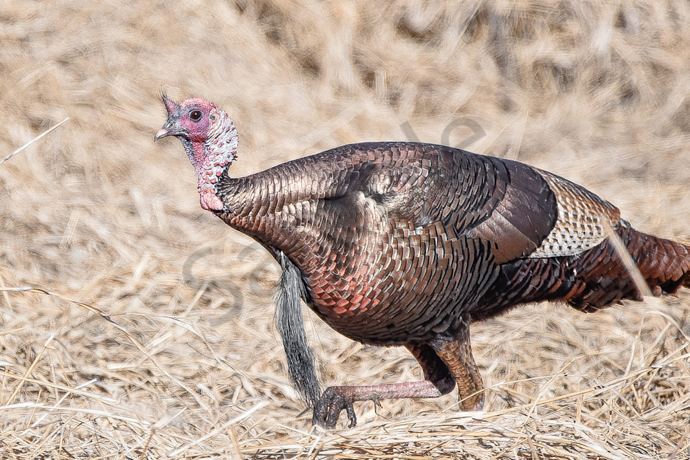 Turkeys 12 Photography Art | Photos By Regan