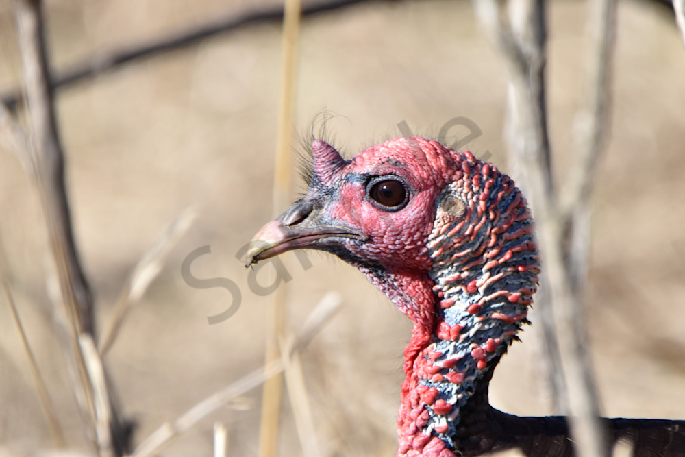 Turkeys 9 Photography Art | Photos By Regan