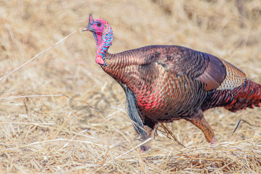 Turkeys 11 Photography Art | Photos By Regan