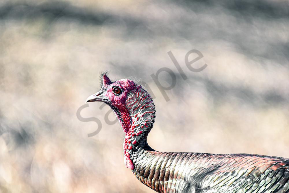Turkeys 2 Photography Art | Photos By Regan