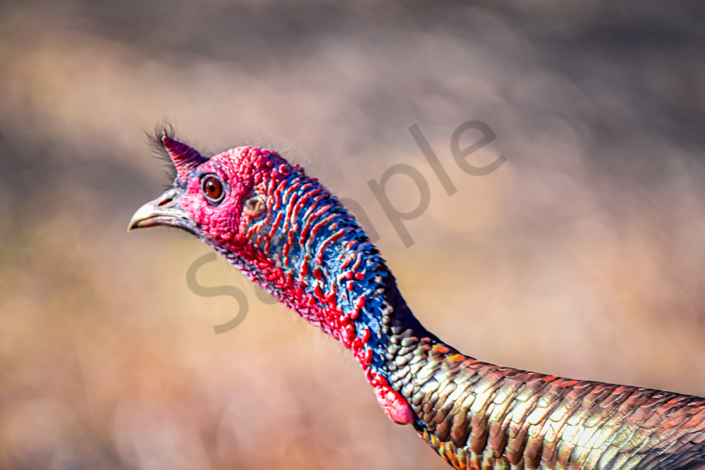 Turkeys 4 Photography Art | Photos By Regan
