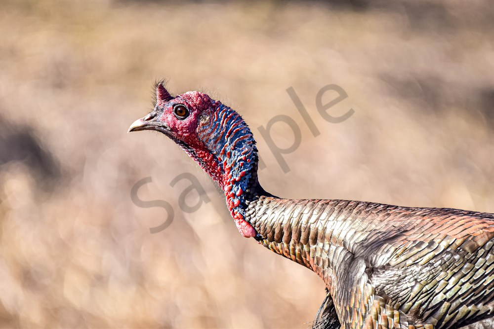 Turkeys 1 Photography Art | Photos By Regan