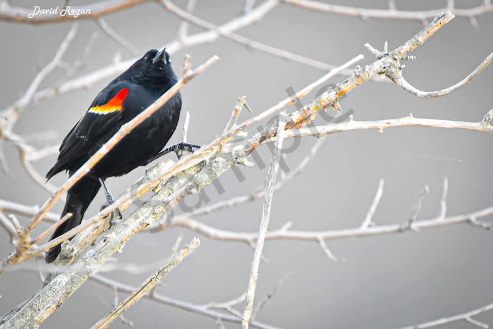 Birds 11 2 Photography Art | Photos By Regan