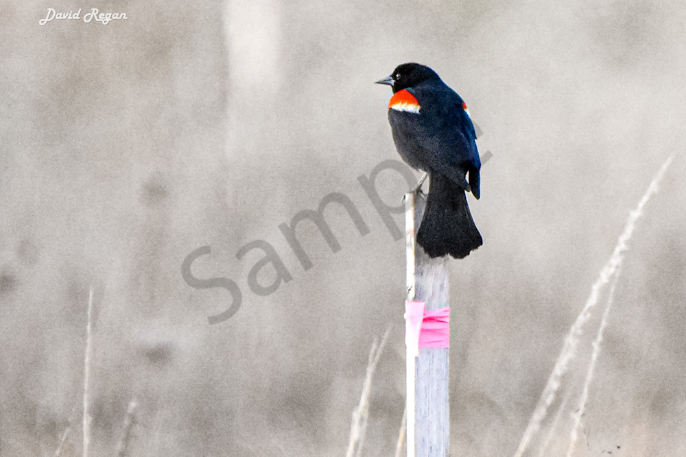 Birds 4 4 Photography Art | Photos By Regan