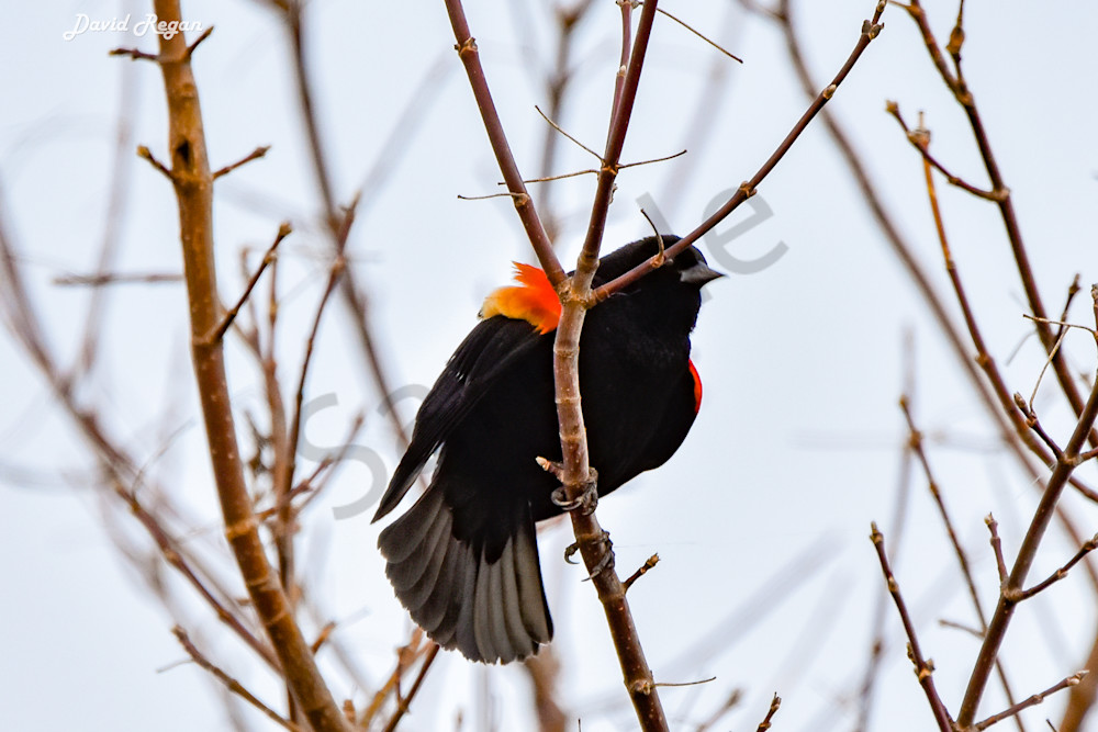 Birds 6 4 Photography Art | Photos By Regan