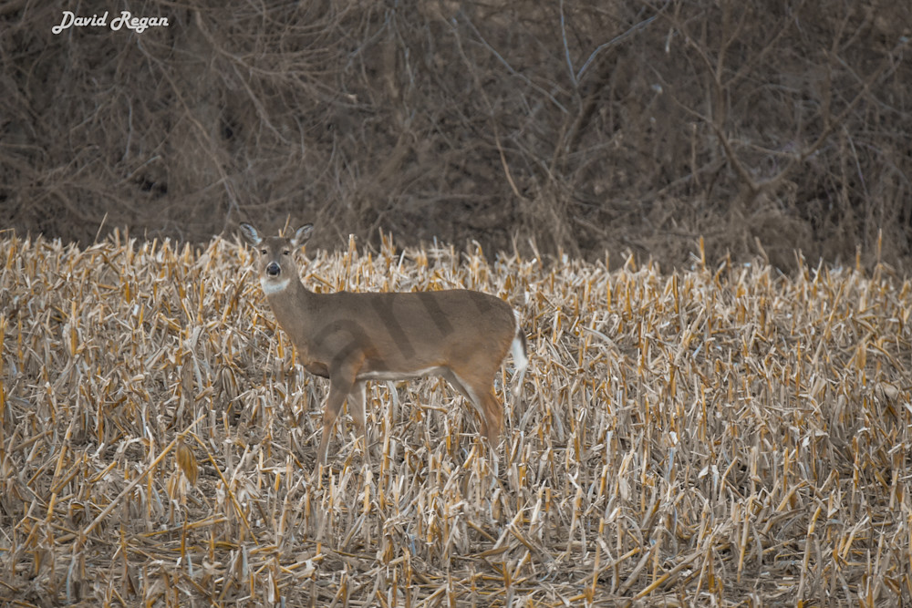 Deer 2 4 Photography Art | Photos By Regan