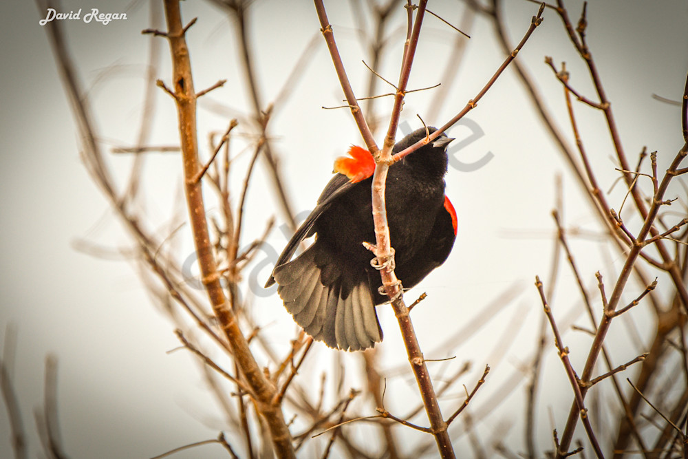 Birds 7 4 Photography Art | Photos By Regan