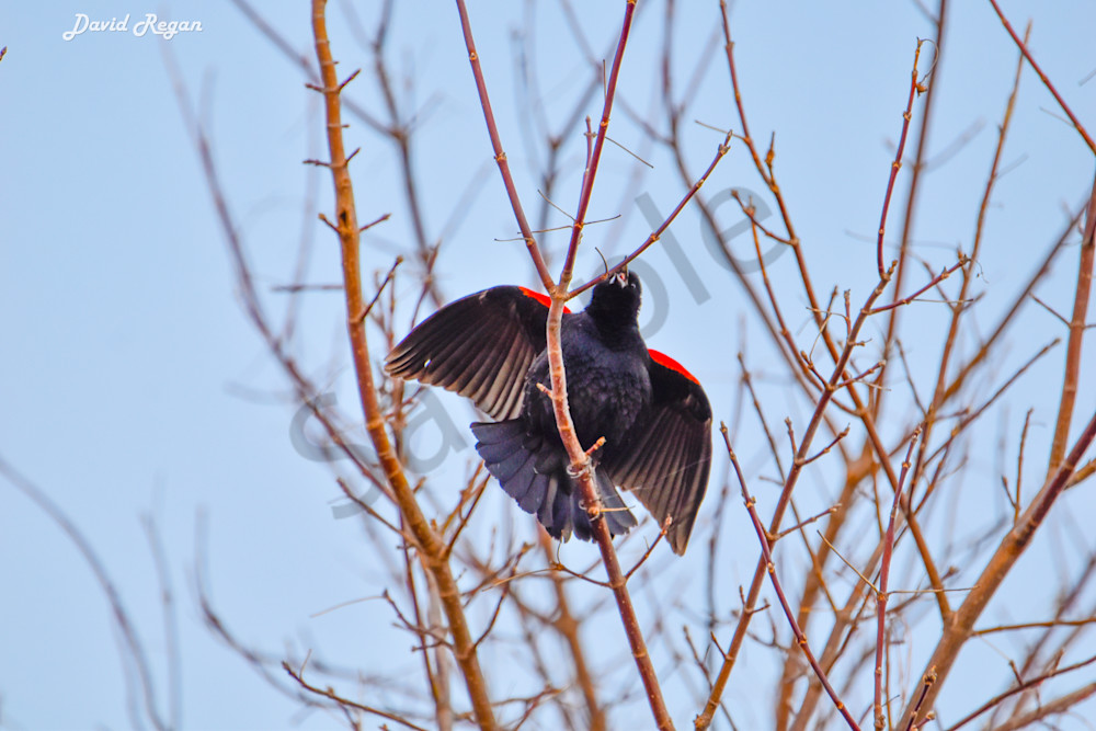 Birds 8 3 Photography Art | Photos By Regan