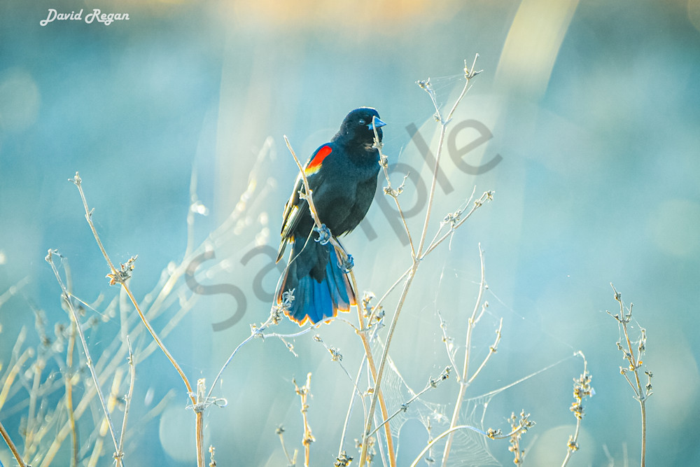 Birds 13 2 Photography Art | Photos By Regan