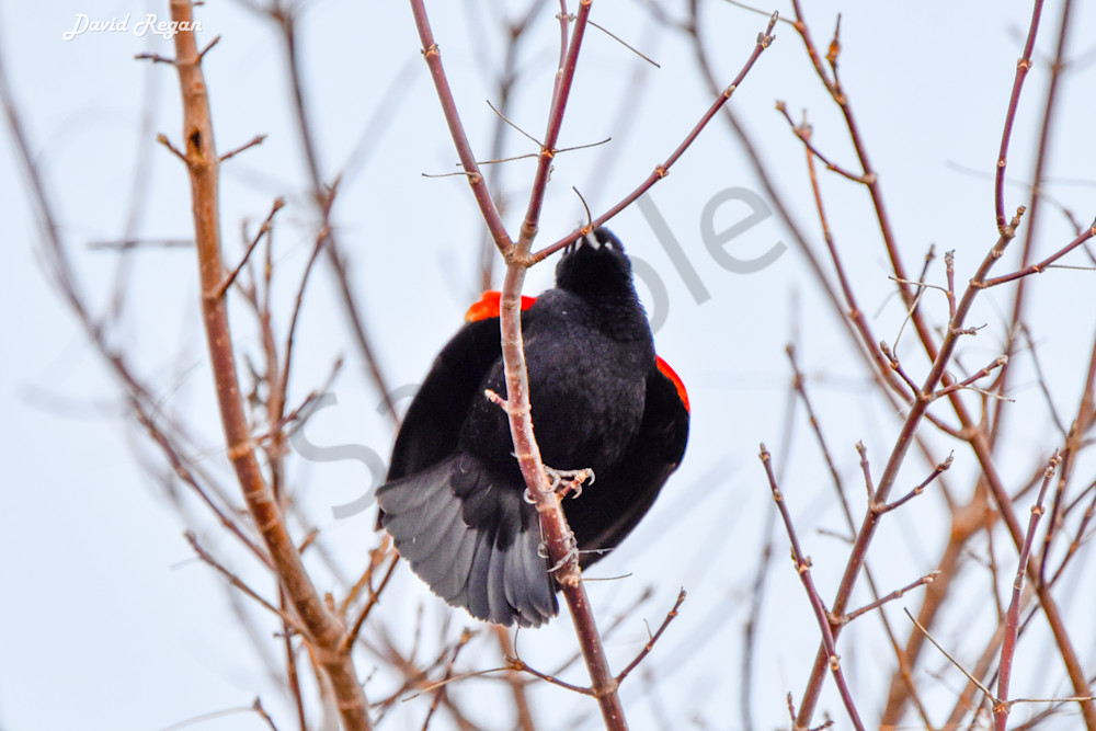 Birds 5 4 Photography Art | Photos By Regan