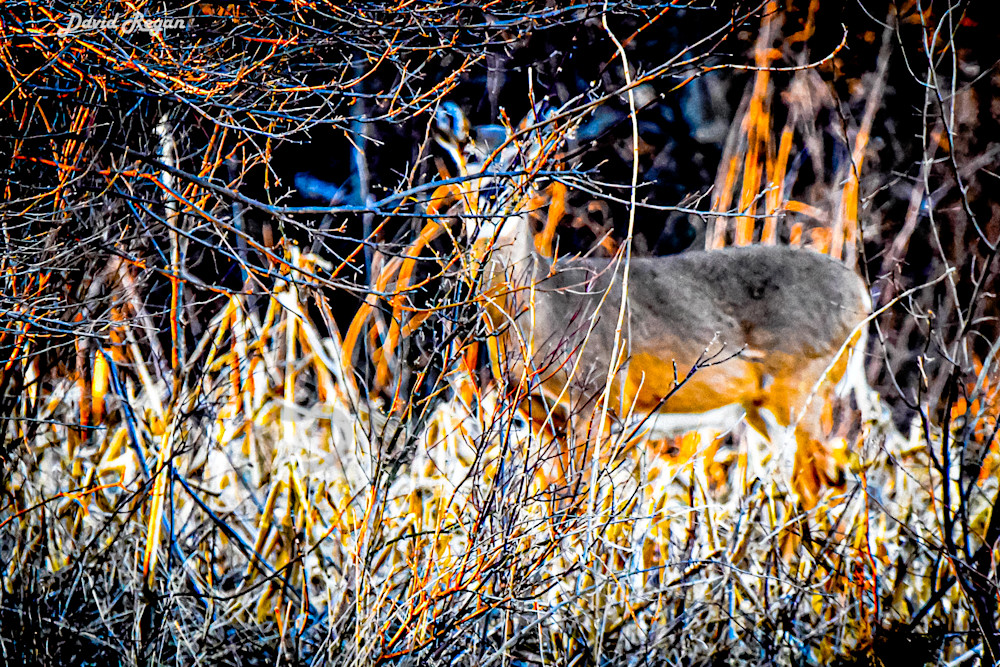 Deer 3 2 Photography Art | Photos By Regan