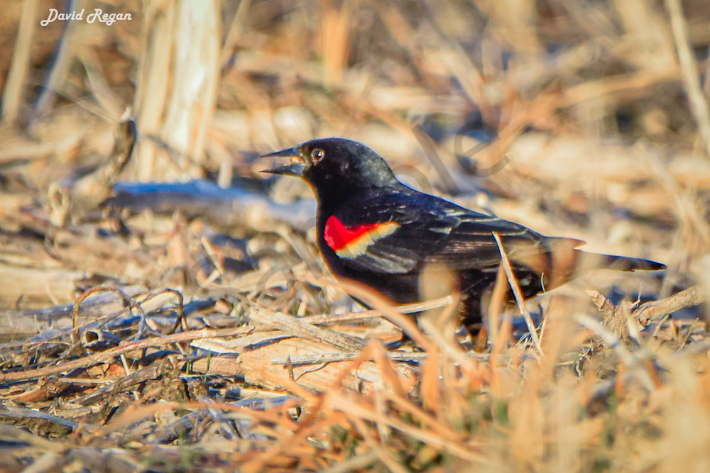 Birds 12 2 Photography Art | Photos By Regan