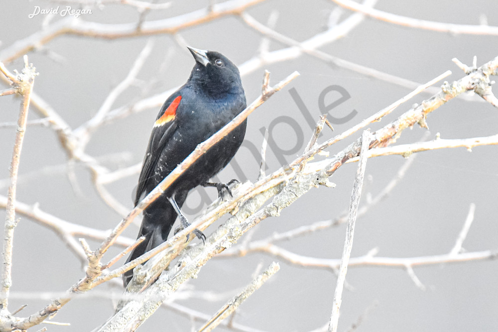 Birds 9 3 Photography Art | Photos By Regan