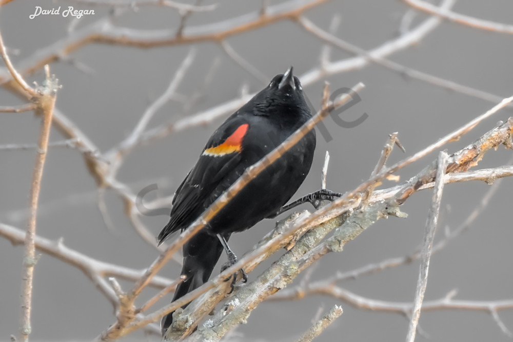 Birds 10 3 Photography Art | Photos By Regan