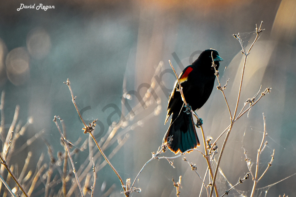 Birds 14 2 Photography Art | Photos By Regan