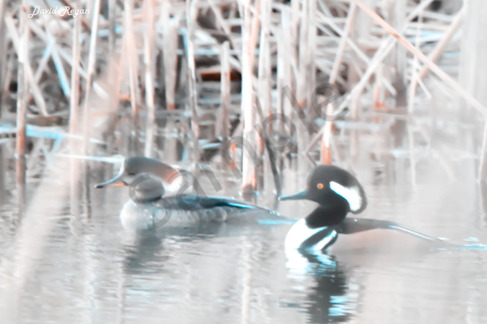 Birds 2 4 Photography Art | Photos By Regan