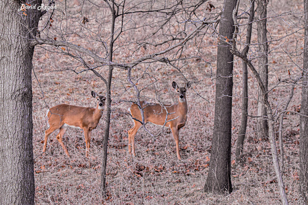 Deer 1 3 Photography Art | Photos By Regan