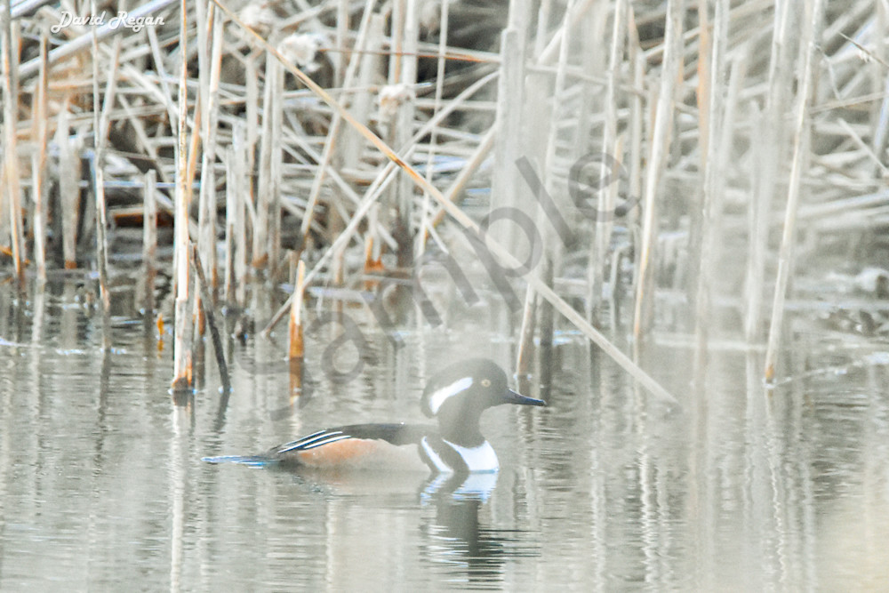 Birds 1 2 Photography Art | Photos By Regan