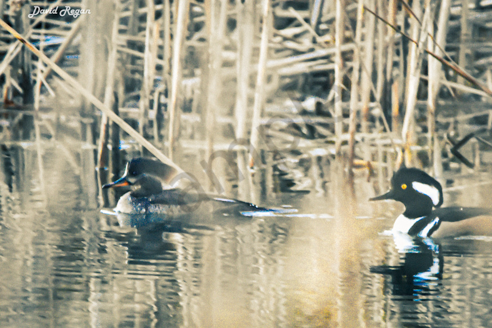 Birds 3 4 Photography Art | Photos By Regan