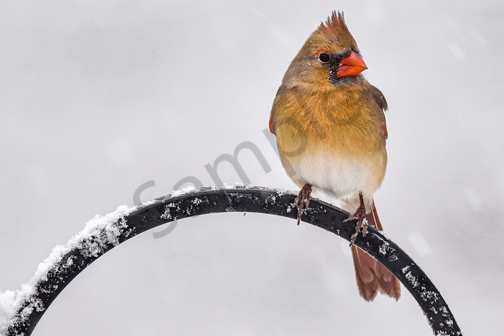 Birds And Farms 6 Photography Art | Photos By Regan