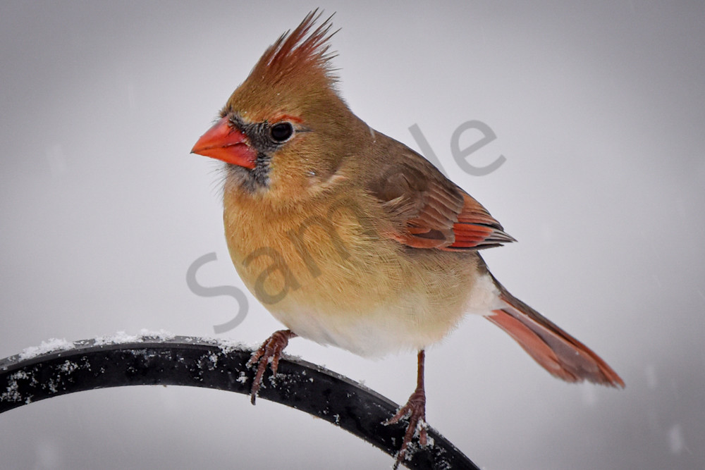 Birds And Farms 8 Photography Art | Photos By Regan