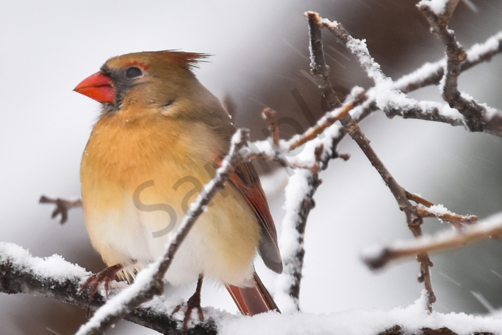 Birds And Farms 11 Photography Art | Photos By Regan