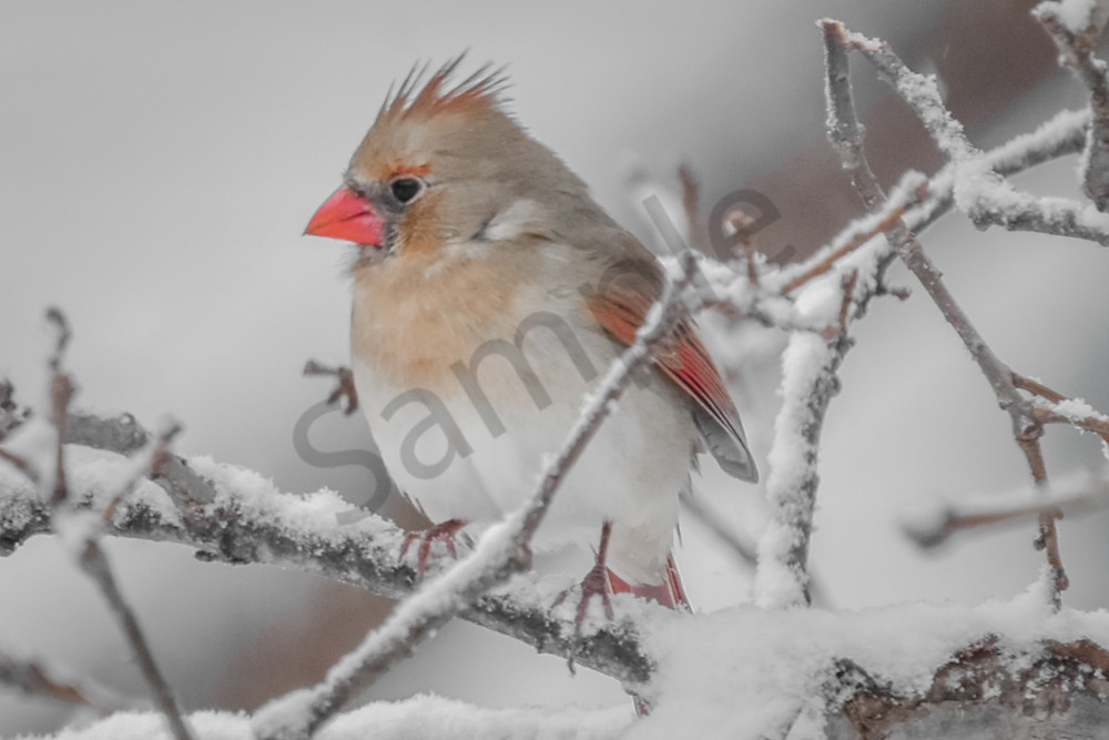 Birds And Farms 14 Photography Art | Photos By Regan