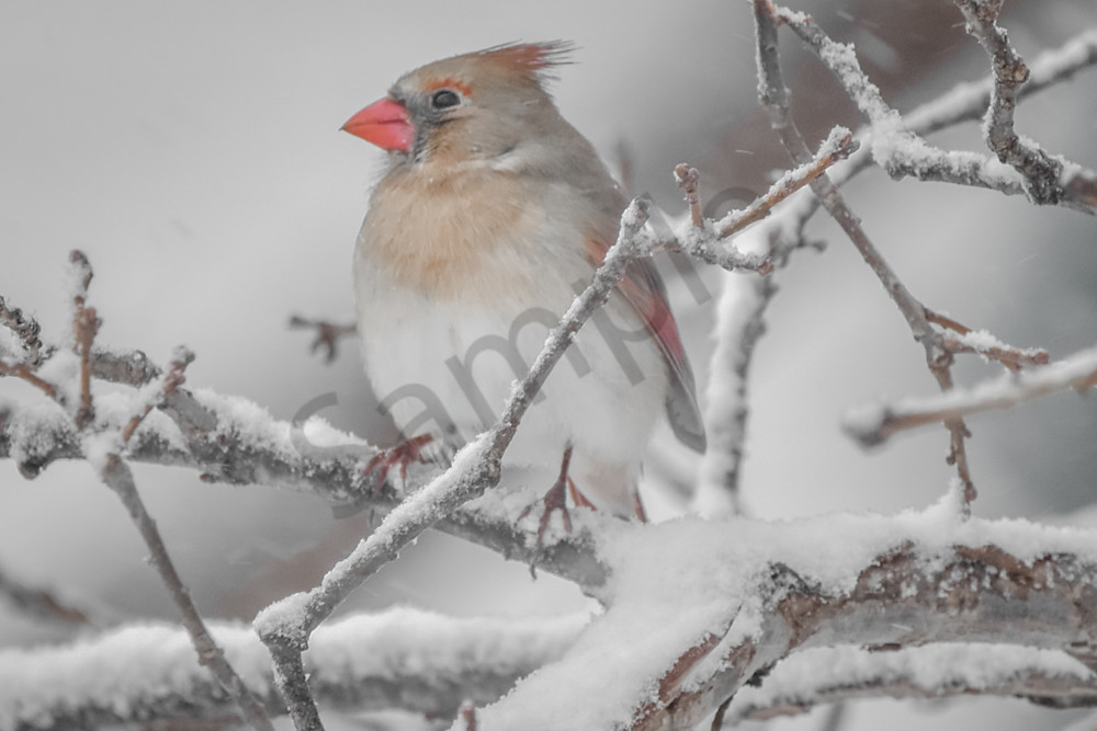 Birds And Farms 10 Photography Art | Photos By Regan