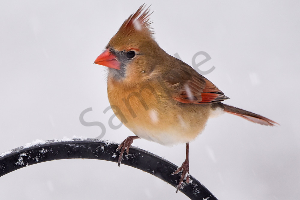 Birds And Farms 9 Photography Art | Photos By Regan