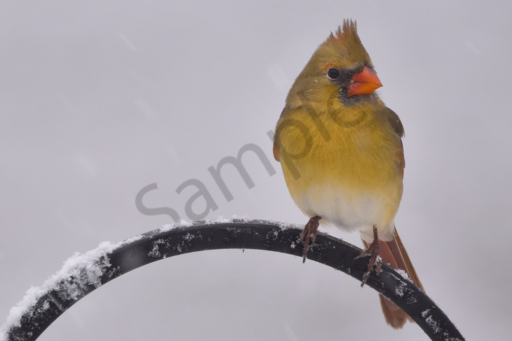 Birds And Farms 7 Photography Art | Photos By Regan