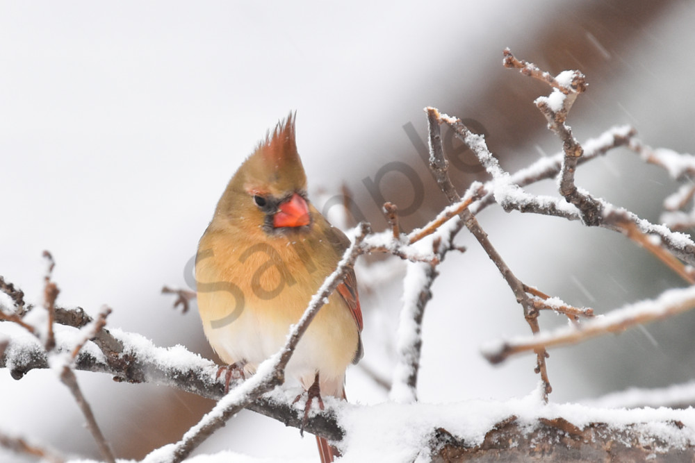 Birds And Farms 13 Photography Art | Photos By Regan