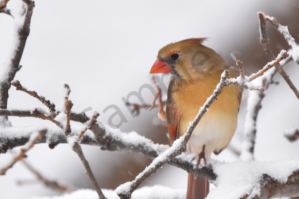 Birds And Farms 12 Photography Art | Photos By Regan