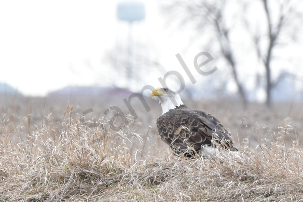 Earlham Farms 19 Photography Art | Photos By Regan