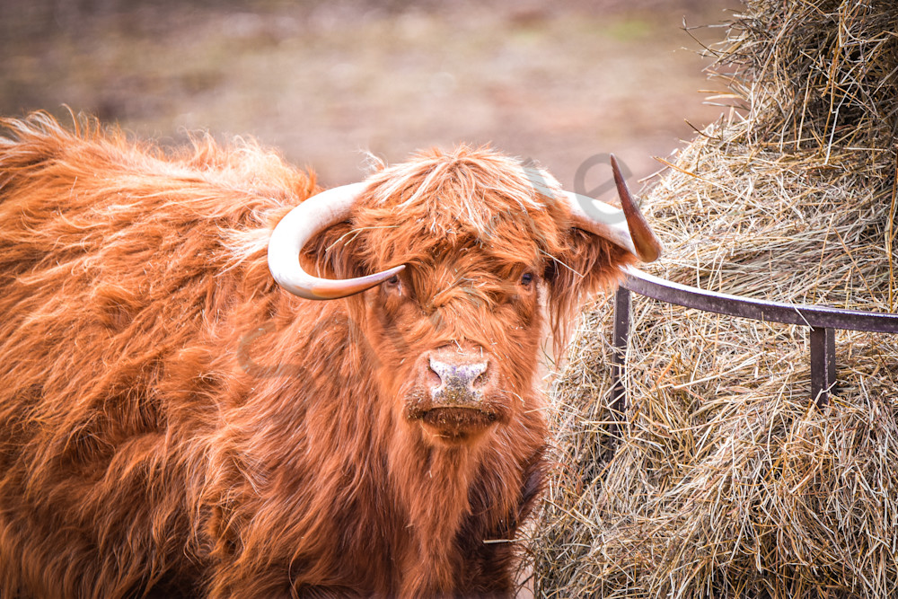 Earlham Farms 1 Photography Art | Photos By Regan