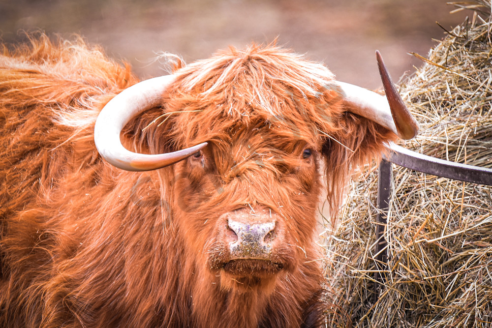 Earlham Farms 2 Photography Art | Photos By Regan